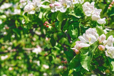 Tender apple tree twig with white pink flowers in the spring garden