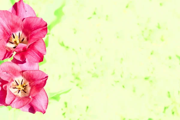 Green salty space for text and magenta pink flowers