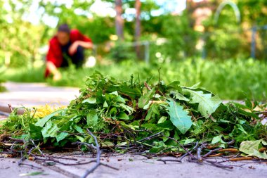 Cleaning the yard near the house and a lot of garbage from this                               