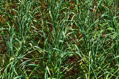 Young green shoots of onion garlic in a spring garden bed                               