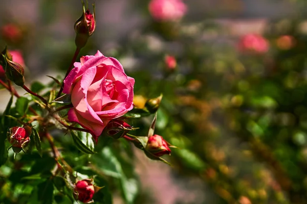 Wonderful Scarlet Pink Rose Bush Garden Park Love Tenderness — Foto de Stock