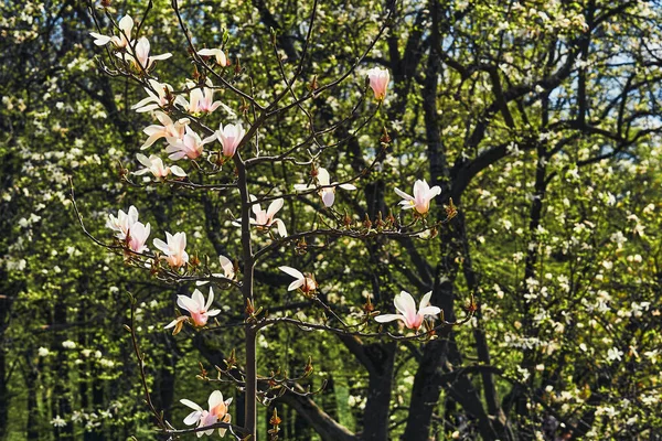  Delicate white pink flowers of magnolia bush in spring forest park                              