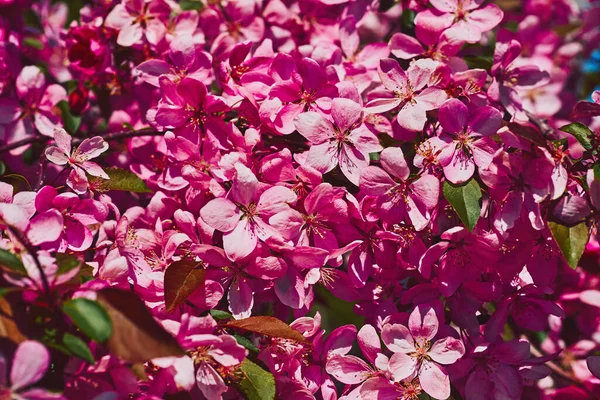 Rosa Magenta Rik Våren Bakgrund Äpple Blomma Blommor Med Kronblad — Stockfoto
