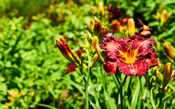 Élénk Vörös Narancs Gladiolus Bokor Egy Zöld Napos Vidám Rét — Stock Fotó