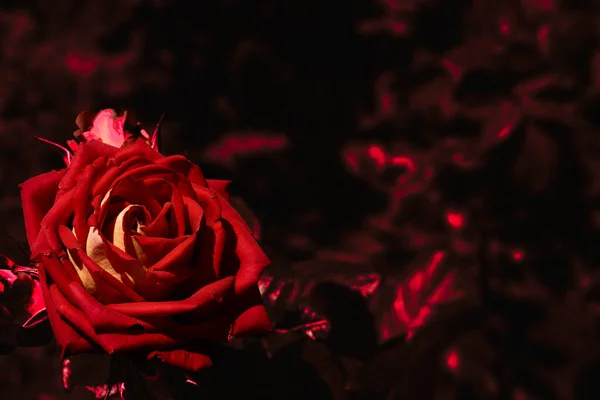 Яскраво Червона Червона Троянда Темно Червоному Тенісному Місці Тексту — стокове фото