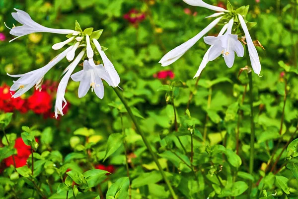 Finom Fehér Virágok Colchicum Montanum Egy Zöld Napfényes Virágágyás — Stock Fotó