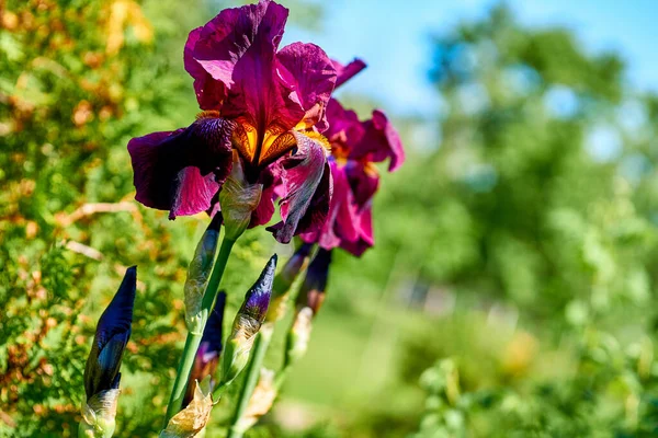 Finom Lila Bíbor Gladiolus Friss Zöldség — Stock Fotó