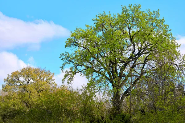 Jarní Zelené Kvetoucí Stromy Jasná Obloha Teplého Dne — Stock fotografie