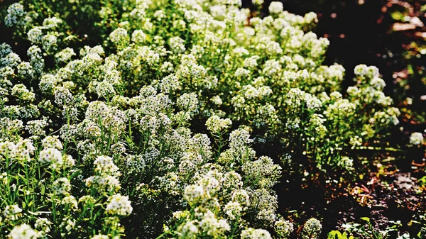 stock image  White delicate flowers Alyssum Snowball honey plant in warm sunlight                              