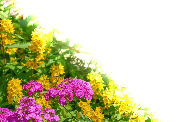 Feestelijke Ansichtkaart Met Roze Gele Tuinbloemen Groen Ruimte Voor Tekst — Stockfoto