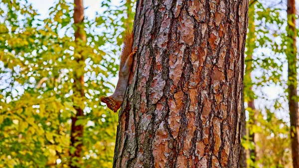 Esquilo Engraçado Bonito Pinheiro Parque Florestal Dia Ensolarado Quente — Fotografia de Stock