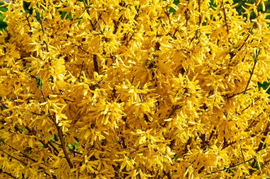 Sarı altın zengini bahar çiçekleri Taç yapraklı Avrupa Avrupası                                        
