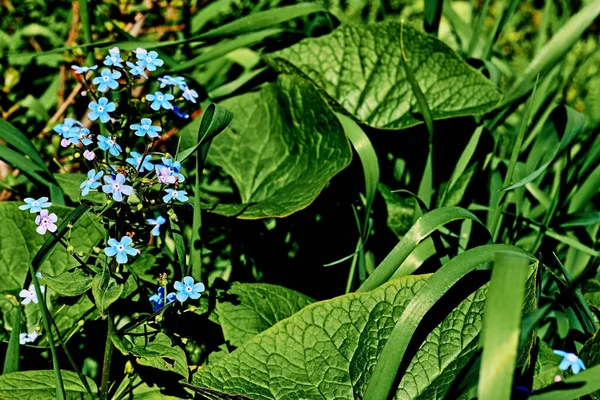 Aranyos Zöld Nyár Tavasz Gyep Kék Virágok Felejts Nem — Stock Fotó