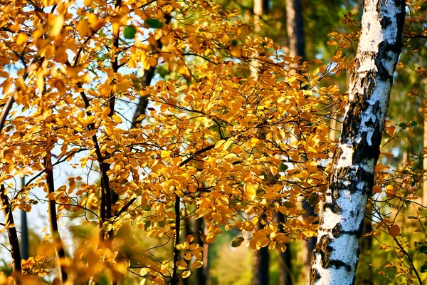 Weißer Birkenstamm Und Goldorange Blätter Des Strahlend Warmen Herbstes — Stockfoto