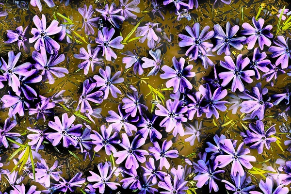 Ocker Floraler Hintergrund Mit Rosa Lila Blüten Und Blättern — Stockfoto