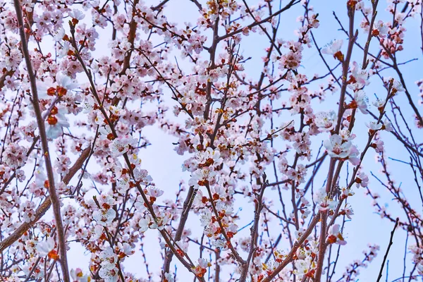 Прекрасні Ніжні Квіти Весняних Фруктових Дерев Майбутні Смачні Фрукти — стокове фото