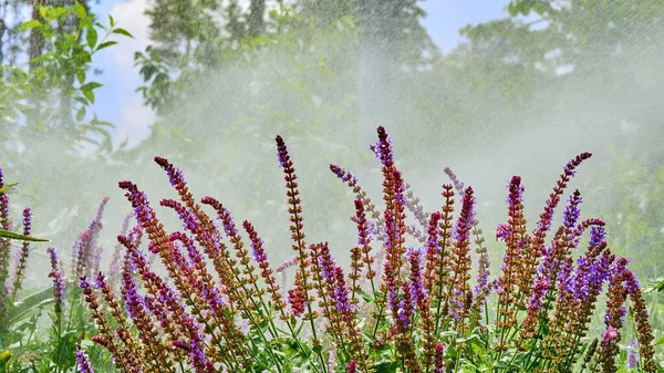 Cheerful Joy Splashes Raindrops Irrigation Systems Blooming City Park — Stockfoto