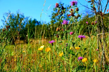 Canlı çok renkli kır çiçekleri olan basit kırsal çayır.                               