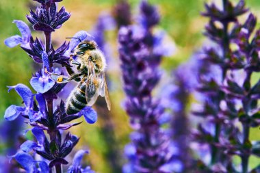 Bir işçi arı güneşli bir günde adaçayı çiçeğinin üzerinde bal nektarı toplar.                              