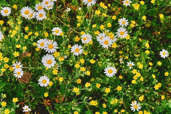 Flores Camomila Ervais Úteis Medicinais Prado Verão Verde — Fotografia de Stock