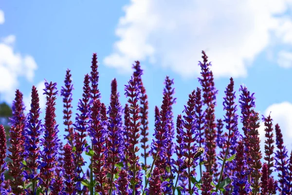 蓝色的紫红色鼠尾草花和夏天的蓝天 — 图库照片