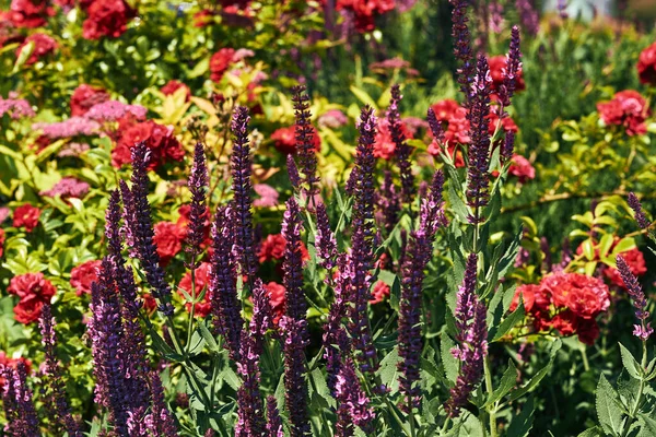 Ljusa Färgglada Äng Med Röda Salvia Blommor Och Rosor Och — Stockfoto