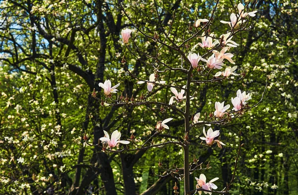 Tiernos Arbustos Magnolia Con Lindas Flores Rosadas Parque Forestal — Foto de Stock