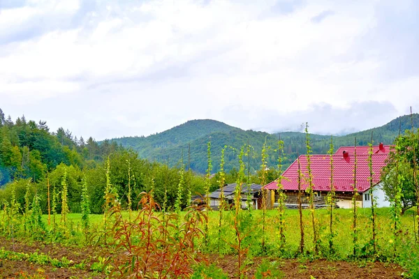 Cozy rural house with a market garden in a green mountain valley