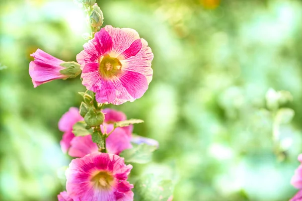 Rózsaszín Bíbor Virágok Alcea Rózsa Zöld Napos Meleg Kertben — Stock Fotó