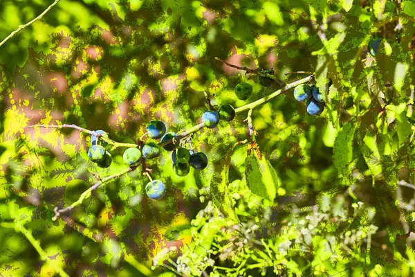 Дерево Гілкою Стиглої Сливи Пофарбованої Зеленими Абстрактними Бризками — стокове фото