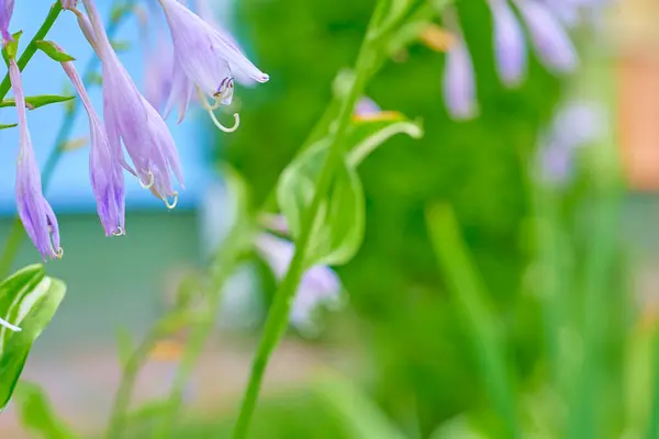 Wunderschöne Lila Violette Blüten Blauglocken Und Zartes Grün Der Pflanzen — Stockfoto