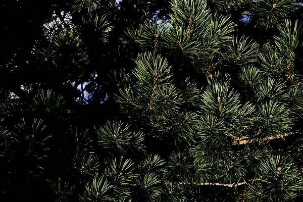 Zelené Nasycené Smrkové Větve Jehlami Stínovým Pozadím — Stock fotografie