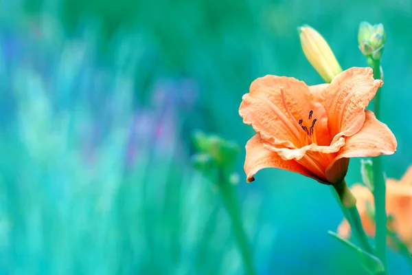 Niedliche Orangefarbene Gladiolenblüte Auf Einem Zarten Grünen Smaragdgrünen Raum Für — Stockfoto