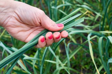 Bahçe yatağından koparılmış yeşil sarımsaklı soğan tutan manikürlü bir kadın.                               