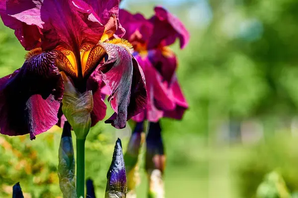 Charmante Fleur Iris Violet Rose Délicate Dans Parc Vert Ville — Photo