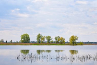  Spring flood. The overflowing river flooded green trees and bushes                              