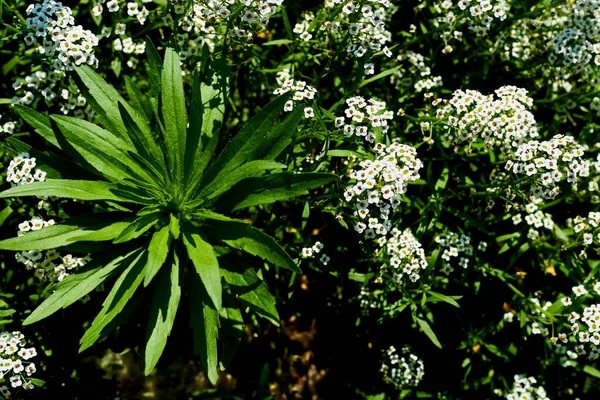 Broto Verde Jovem Lupine Cercado Por Flores Brancas Alyssum — Fotografia de Stock