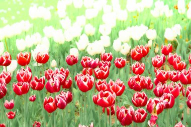 Kırmızı ve beyaz bahar lalelerinin parlak ılık çiçek arkaplanı                               