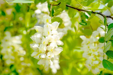 Akasya 'nın soluk yeşil ışık arka planında narin beyaz çiçekli dalları