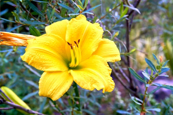 Delicado Amarelo Middendorf Daylily Close Vegetação Fresca Jardim Verão — Fotografia de Stock