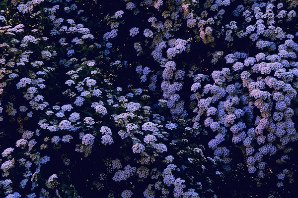 Zarter Blauviolett Lila Abend Sommer Frühling Blumen Teppich — Stockfoto