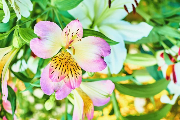 Lírios Rosa Branco Florescendo Maravilhoso Jardim Claro — Fotografia de Stock