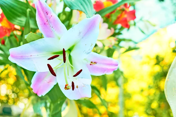 Csodálatos Virágzó Fehér Rózsaszín Liliom Világos Kertben — Stock Fotó