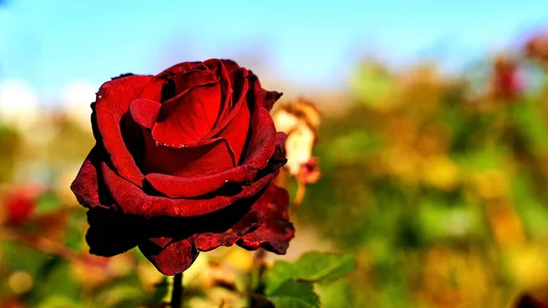 Rosa Roja Delicada Cielo Jardín Verano Verde — Foto de Stock