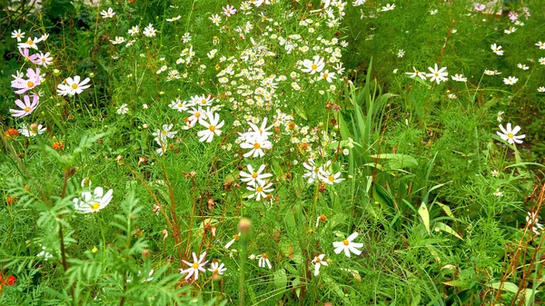 Λεπτό Λευκό Καλοκαιρινό Χαλί Λουλούδια Cosmos Της Οικογένειας Asteraceae — Φωτογραφία Αρχείου