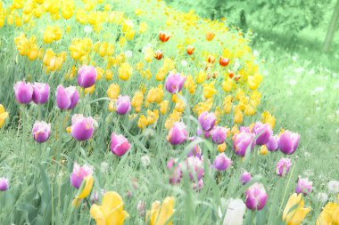 Pembe ve sarı bahar lalelerinin bulanık, ılık çiçek resmi.                               