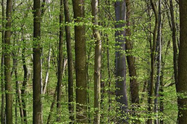 Breathing spring forest full of freshness and delicate gentle green colors                               
