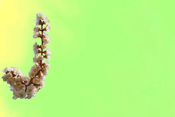 薄緑色の背景に白い花を咲かせる果実の枝 — ストック写真