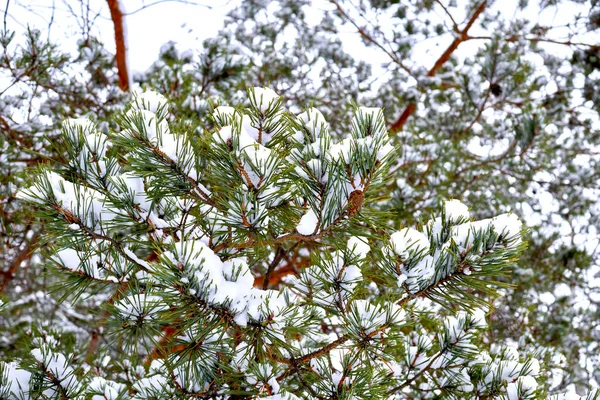 Paz Tranquilidade Parque Inverno Com Ramos Pinheiros Verdes Cobertos Neve — Fotografia de Stock