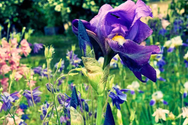 Finom Meleg Lila Lila Gladiolus Friss Zöldség Kertben — Stock Fotó
